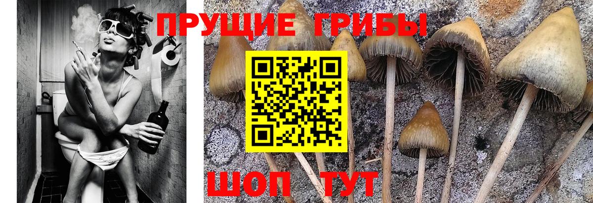 Новосибирск  Псилоцибиновые грибы Magic Shrooms  Вход с VPN 