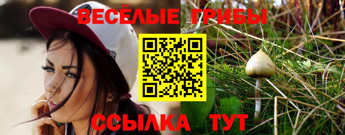 Псилоцибиновые грибы Psilocybine cubensis Новосибирск